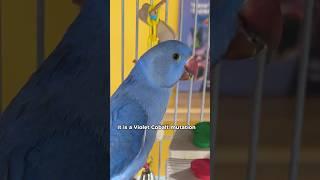 Violet Cobalt Indian Ringneck Parakeet #birds #parrot