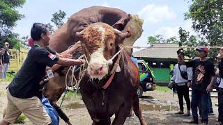 KUMPULAN SAPI NGAMUK PALING LUCU‼️