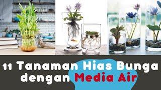 TOP 11  Tanaman Hias Bunga Dengan Media Air 2022