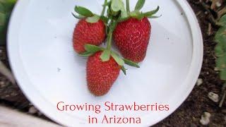 How to grow Strawberries in Arizona Desert Zone9b