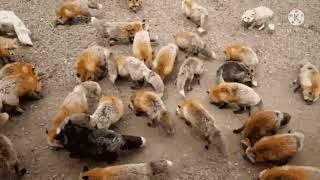 Fox Family