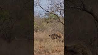 Hyena tertangkap kamera sedang asik kawin