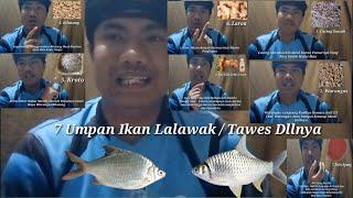 7 UMPAN IKAN TAWES  LALAWAK LIAR  ANTI GAGAL 2021