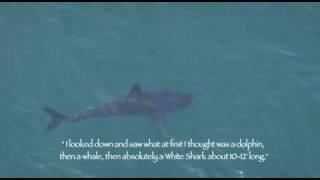 Great White Shark spotted by Los Angeles Helicopter Tour Company