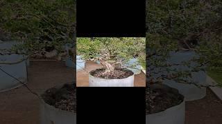 World Bonsai Art