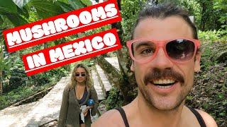 Eating Magic Mushrooms in Palenque Mexico