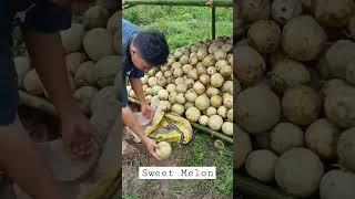 Harvesting Sweet Melons under the rain #melon #watermelon #MelonProduction #Farming