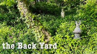 The Back Yard - an appreciation of nature