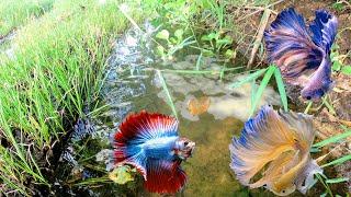 Amazing Beautiful Lake Catch Up A Lot Betta Fishes Unique Fishing