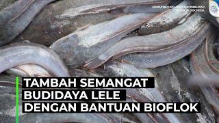 Semangat Ternak Lele Berkat Bantuan Bioflok KKP