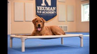 Copper Red Fox Labrador Retriever Puppy Camp Dog Training Video Demonstration