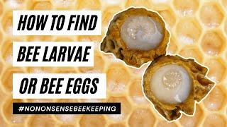 How to Find Bee Eggs - Why Cant I See Bee Eggs - Is My Queen Laying Eggs