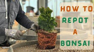 How to Repot A Bonsai