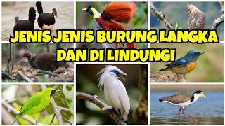 JENIS-JENIS BURUNG LANGKA DAN DILINDUNGI DI INDONESIA