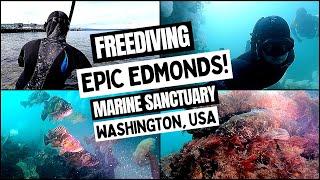 Freediving Edmonds Washington MASSIVE ROCKFISH