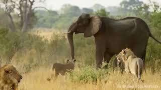 Extreme fights Lion vs Elephant who saved her baby Wild Animals Attack