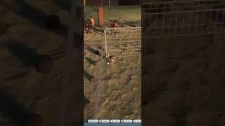 Escaped Animal Causes Chaos Funny - Planet Zoo