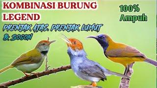 PIKAT BURUNG LEGEND PRENJAK KEPALA MERAH PRENJAK LUMUT & SOGON 100% AMPUH