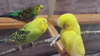 11 Hr Help Quiet Parakeets Sing by Playing This Cute Budgies Chirping. Reduce Stress of lonely Bird