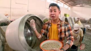 TERNYATA KACANG SHANGHAI ASLI INDONESIA