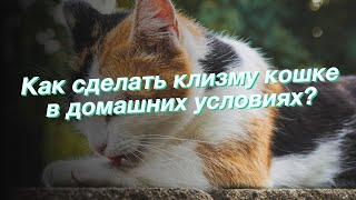 Как сделать клизму кошке в домашних условиях?