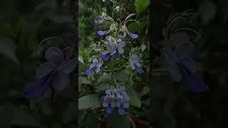 Rotheca myricoides - El arbusto de las mariposas azules