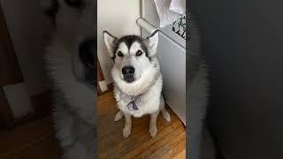 Whats Going On In The Kitchen? #alaskanmalamutes #sleddogs #barfdiet