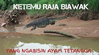 Biawak terbesar pemangsa ayam tetangga