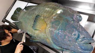 Breaking Down a Monstrous 60kg Napoleon Fish