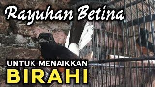 RAYUAN MAUT MURAI BATU BETINA BIKIN BIRAHI PEJANTAN