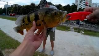 Singapore Fishing Peacock Bass at Pandan Reservoir