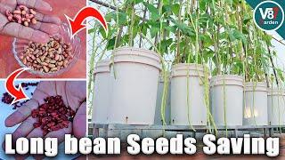 How to Grow Long Beans from Seed to Harvest in Reusable Soil  Seeds Saving