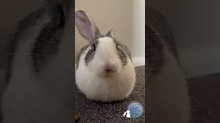 Cute Snoring Bunny Turn up the volume #shorts #rabbit #cuterabbit #bunny