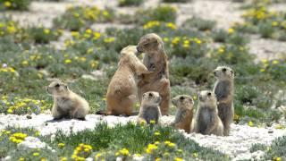 Prairie Dogs Americas Meerkats - Social Life