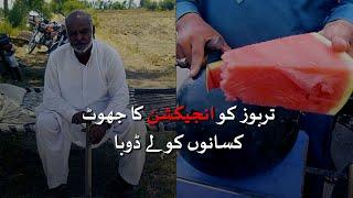 Myth of red injection watermelon farmers suffer losses  Loksujag