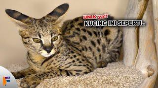 Jenis-Jenis Kucing Lucu Imut Menggemaskan Botak Hingga Mirip Harimau..