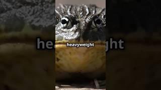 Can an African Bullfrog Outgrow a Cat?  #animals #africanbullfrog