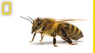 How Do Honeybees Get Their Jobs?  National Geographic