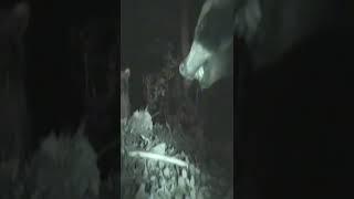 Dog Food Raccoon Raid Night Cam