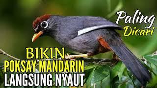 Pancingan Poksay Mandarin Gacor Poksay Genting Chestnut Capped Laughingthrush Garrulax Mitratus