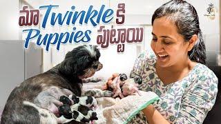 Our Pet Dog Delivery @Home  emotional Dog Birth Vlog  Maa Twinkle Ki Puppies Puttayi 