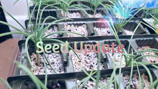 Sunday bonsai seed and propagation update