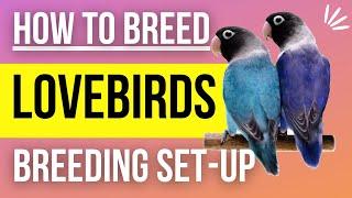 How to Setup a Lovebird Breeding Cage