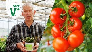 Gibt es Tomaten die man gut im Freiland anbauen kann? Freilandtomaten - Volkers Gartenwissen