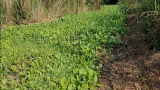 Domain seed NO BS mix food plot prep and time lapse