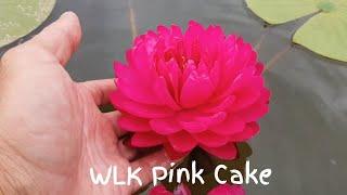 Нимфея WLK Pink Cake Нимфея Розовое Пирожное селекции Хох Константина питомник Waterlilia.ru