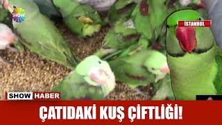 Çatıdaki kuş çiftliği