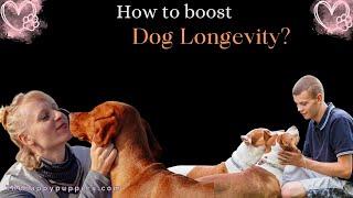 How to boost your Dogs longevity? Increase your dogs lifespan with these tips #thehappypuppers