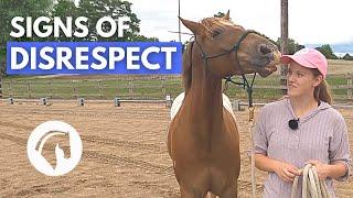 SIGNS A HORSE DOESN’T RESPECT YOU  Horse Behavior Guide