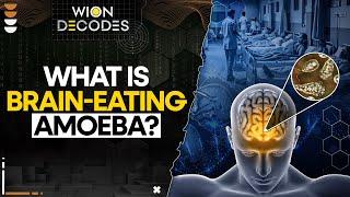 Brain-Eating Amoeba Spreads in India  WION Decodes